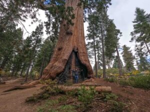 Read more about the article Sequoia National Park: Standing Among Giants