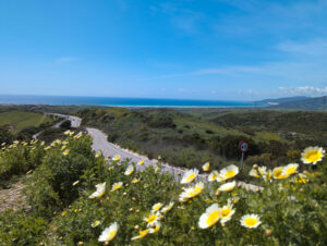 Read more about the article An Andalusian Adventure: Road Tripping from Malaga’s History to Tarifa’s Shores