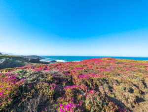 Read more about the article Pacific Breezes & Redwood Empires – Journeying North from San Francisco