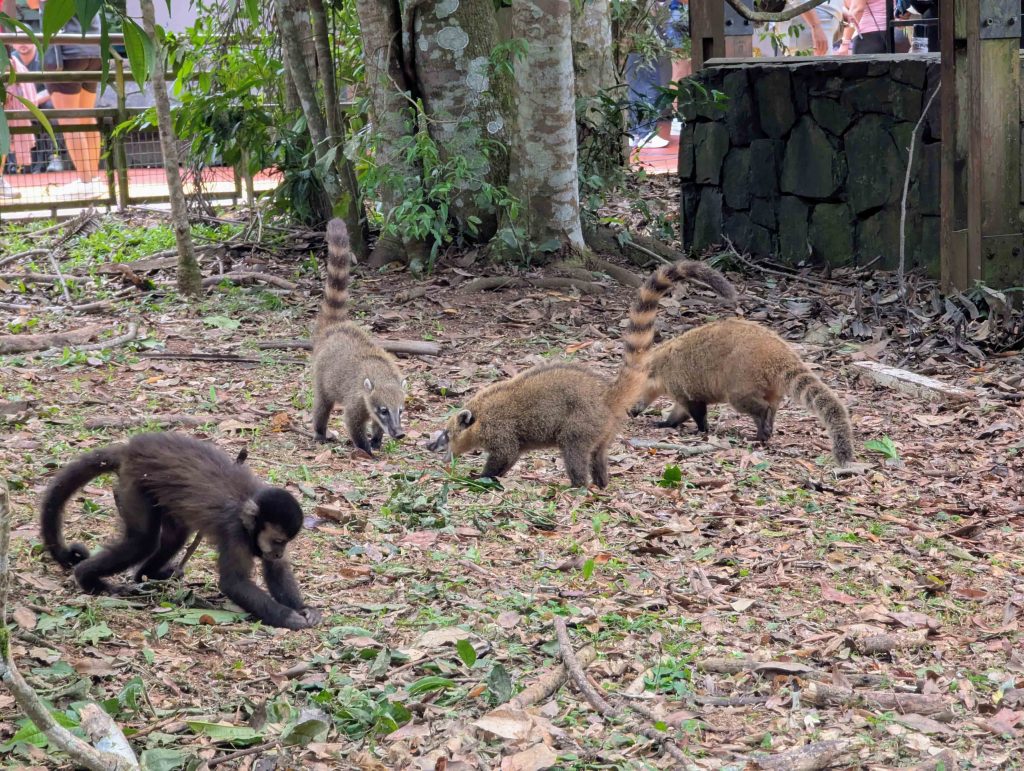 Band of ring tailed coatis foraging on the forest floor along the walking trails of Iguazu