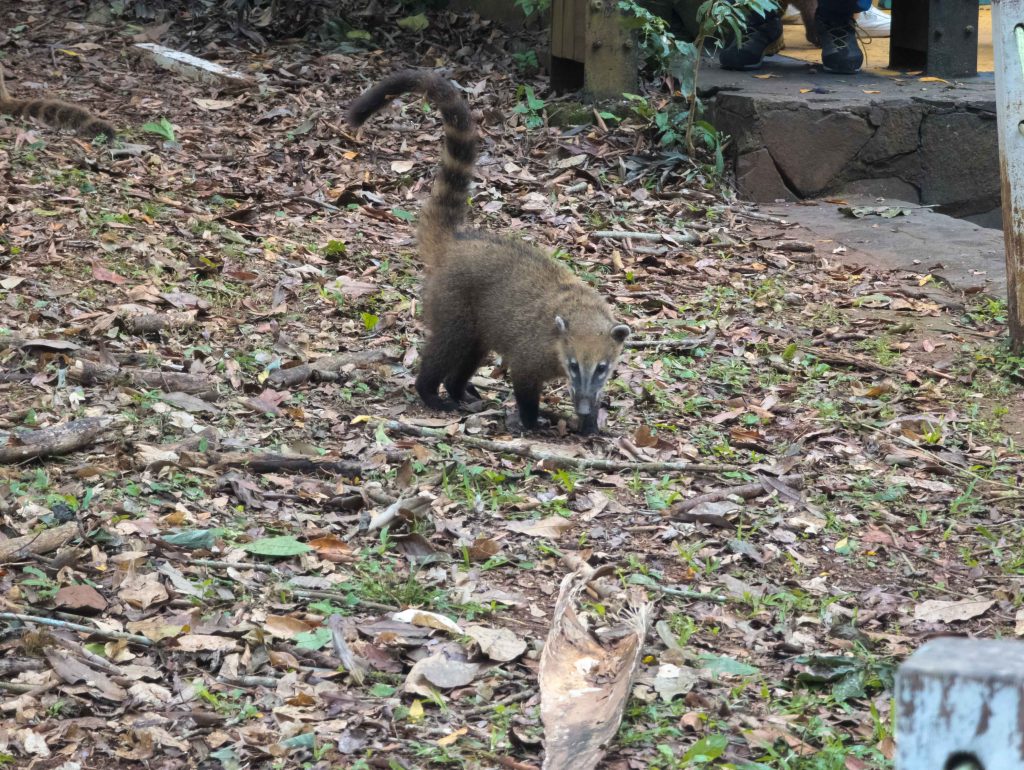 Capuchin monkey perched among foliage along the walking paths in Iguazu National Park