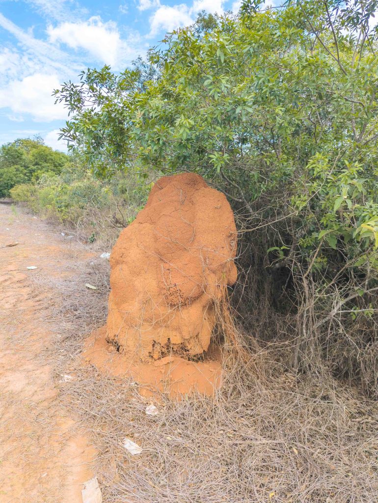 Large reddish brown termite mound standing along the roadside in the Brazilian countryside